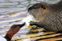 Ragondin, tortue de Floride, jacinthe d'eau : l'UE à la chasse aux espèces invasives Ragondin, tortue de Floride, jacinthe d'eau : l'UE à la chasse aux espèces invasives