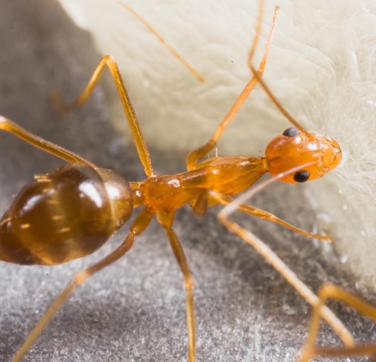Anoplolepis gracilipies, la fourmi folle jaune. (photo : Thibault Ramage)