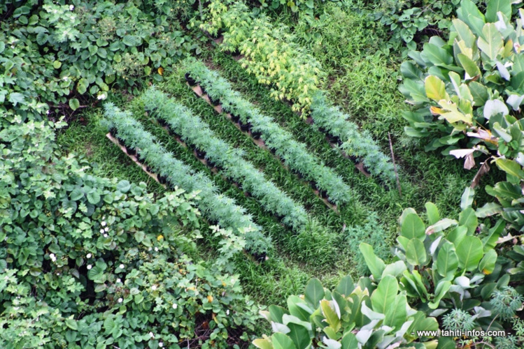 Le paka entrait à la prison dans des boîtes d'allumettes (Photo d'illustration).
