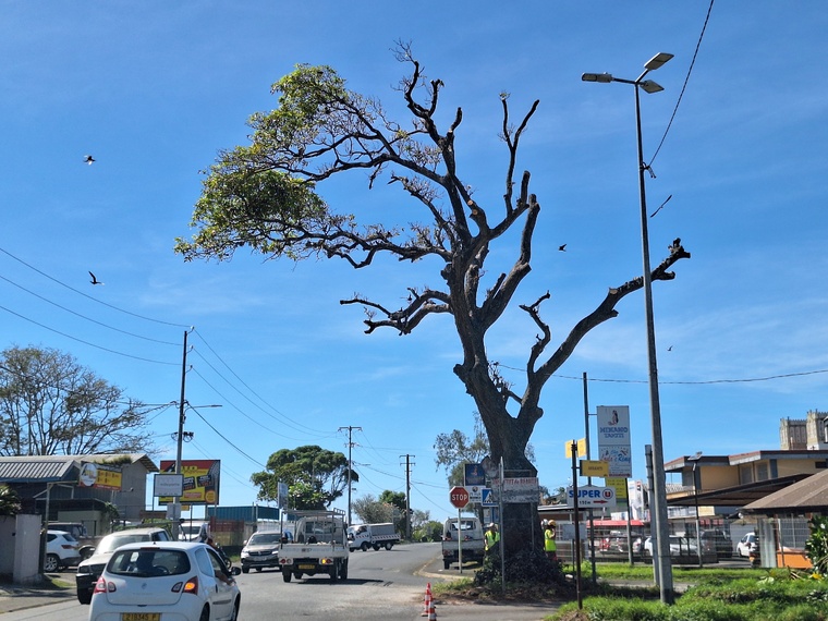 Les travaux d’élagage n’auront pas permis de sauver ce vestige naturel (Crédit : archive Tahiti Infos).