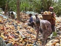 En Côte d'Ivoire, des chenilles dévastent des milliers d'hectares de cacao
