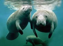 Singapour envoie deux lamantins en Guadeloupe pour le repeuplement de l'espèce Singapour envoie deux lamantins en Guadeloupe pour le repeuplement de l'espèce