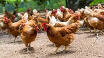 L’odeur du poulet éloigne le moustique responsable de la malaria L’odeur du poulet éloigne le moustique responsable de la malaria