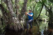 En Floride, des scientifiques veulent sauver les orchidées fantômes En Floride, des scientifiques veulent sauver les orchidées fantômes