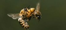 Les pesticides néonicotinoïdes altèrent le sperme des abeilles mâles