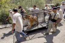 Après un déluge de feu en Californie, une Arche de Noé regagne ses pénates