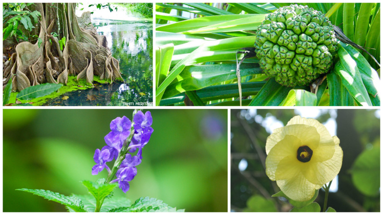Une balade le nez en l'air Une balade le nez en l'air