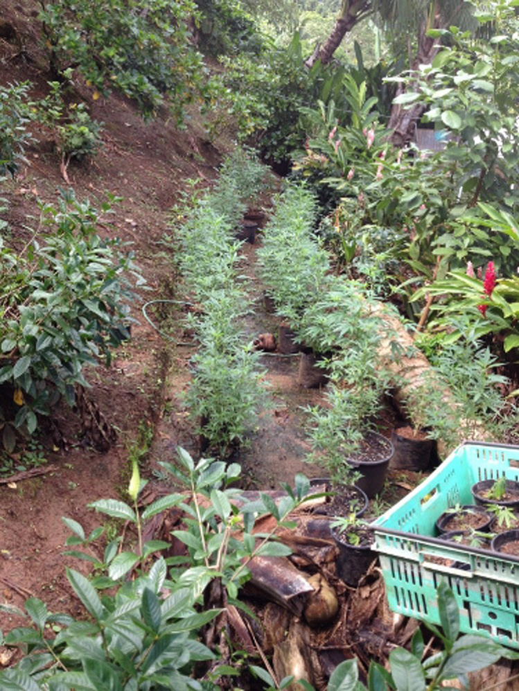 174 pieds de paka saisis par la gendarmerie