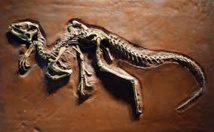 Un petit dinosaure révèle son anatomie cachée grâce aux rayons X Un petit dinosaure révèle son anatomie cachée grâce aux rayons X