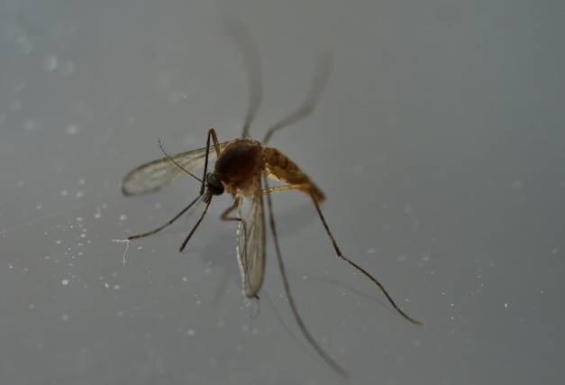 La Floride annonce 4 cas potentiels de Zika autochtones, les premiers cas de transmission du virus par des moustiques ( AFP/Archives / YURI CORTEZ )
