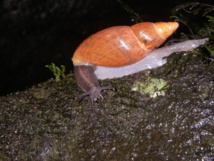 Un Euglandina rosea dans la vallée Haapoponi (photo : Trevor Coote) Un Euglandina rosea dans la vallée Haapoponi (photo : Trevor Coote)