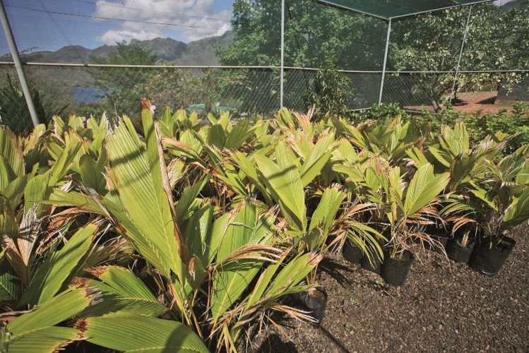 Les jeunes enu dans leur plantation du SDR, à Taiohae. Les jeunes enu dans leur plantation du SDR, à Taiohae.
