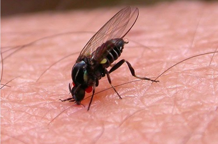 Nono, Simulium Nono, Simulium