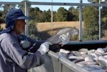Le saumon chilien veut s'alléger en antiobiotiques Le saumon chilien veut s'alléger en antiobiotiques
