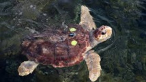 À Fréjus, une tortue marine vient pondre au milieu des touristes