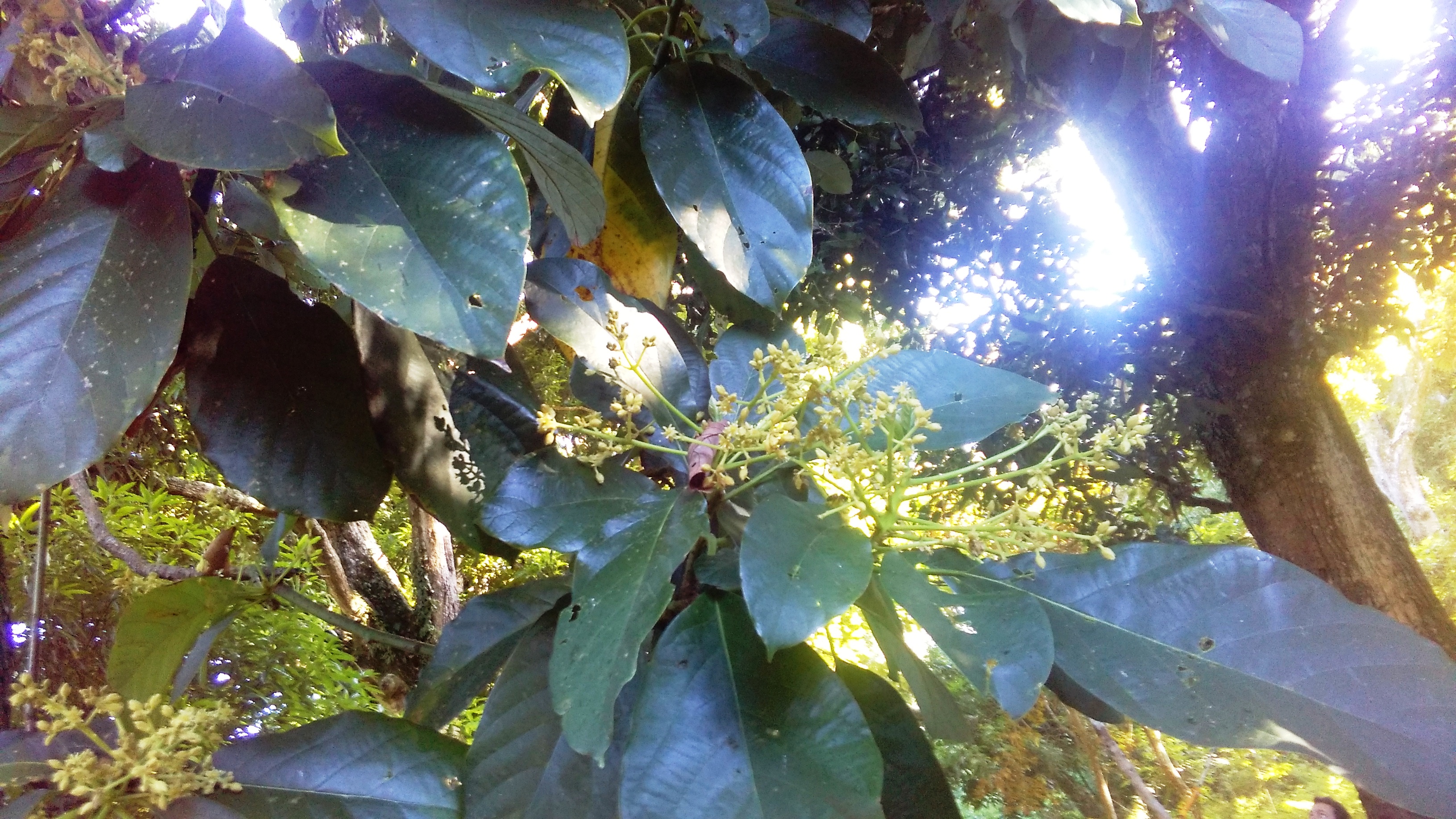 Randonnée du plateau des orangers : un vrai délice