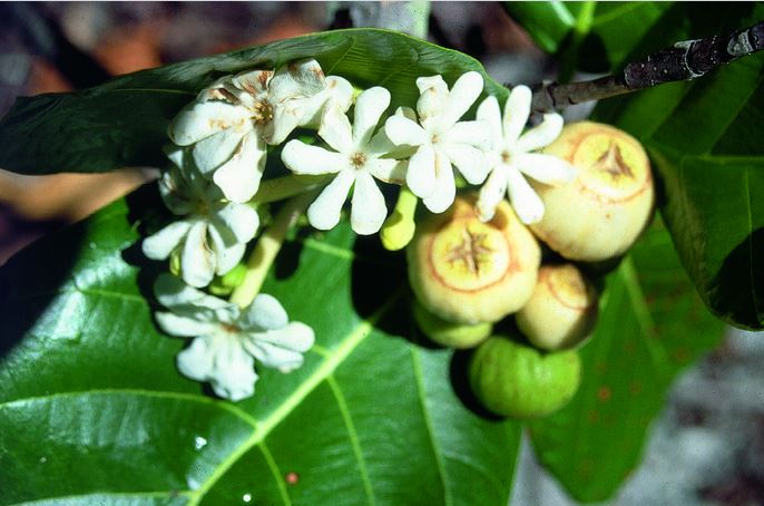 Fleurs (très parfumées) et fruits de Guettarda speciosa, le tafano ou kahaia.