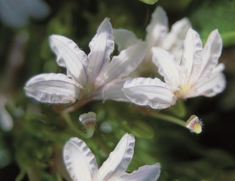 Les fleurs de naupata ou gapata (Scaevola taccada) sont typiques, avec leur demie corolle en forme de main.