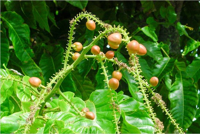 Les Jardins de l’évêché de Papeete
