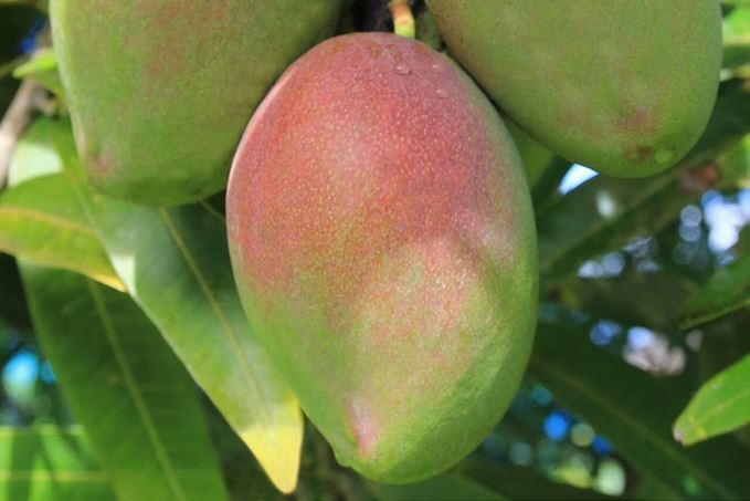 Les Jardins de l’évêché de Papeete