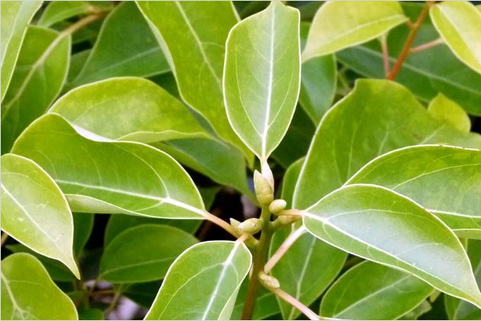 Les Jardins de l’évêché de Papeete