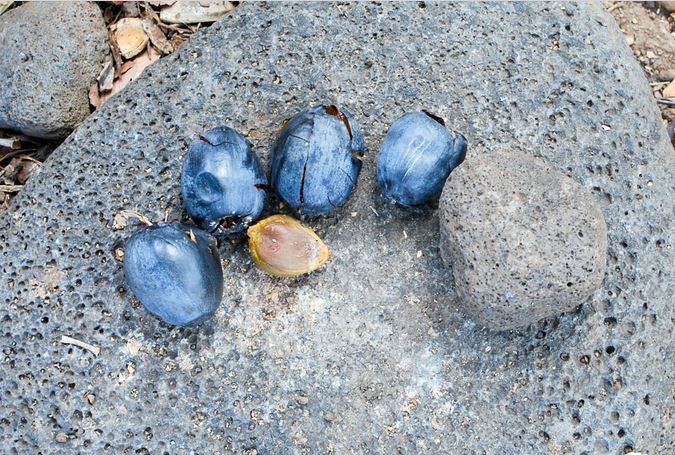 Les Jardins de l’évêché de Papeete