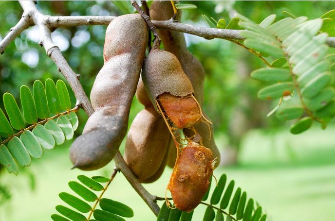 Les Jardins de l’évêché de Papeete