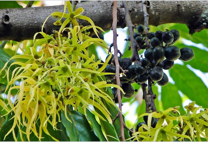 Les Jardins de l’évêché de Papeete
