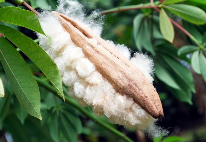 Les Jardins de l’évêché de Papeete