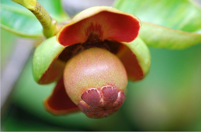 Les Jardins de l’évêché de Papeete