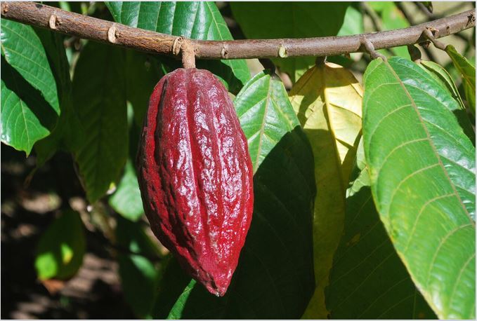 Les Jardins de l’évêché de Papeete