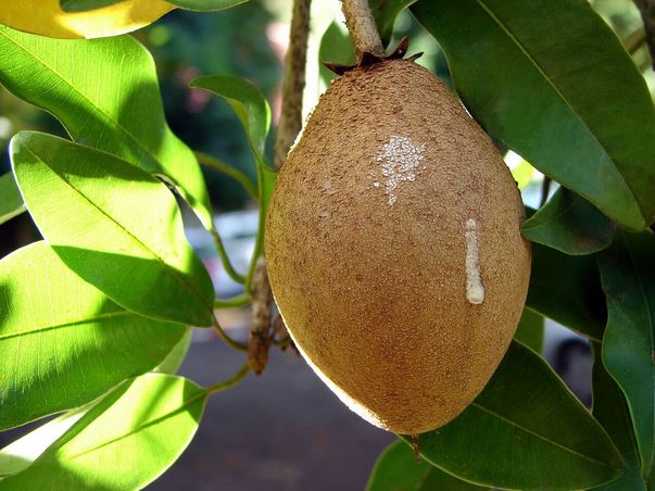 Les Jardins de l’évêché de Papeete