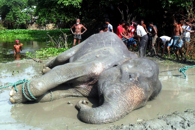 L'éléphant indien perdu au Bangladesh est mort