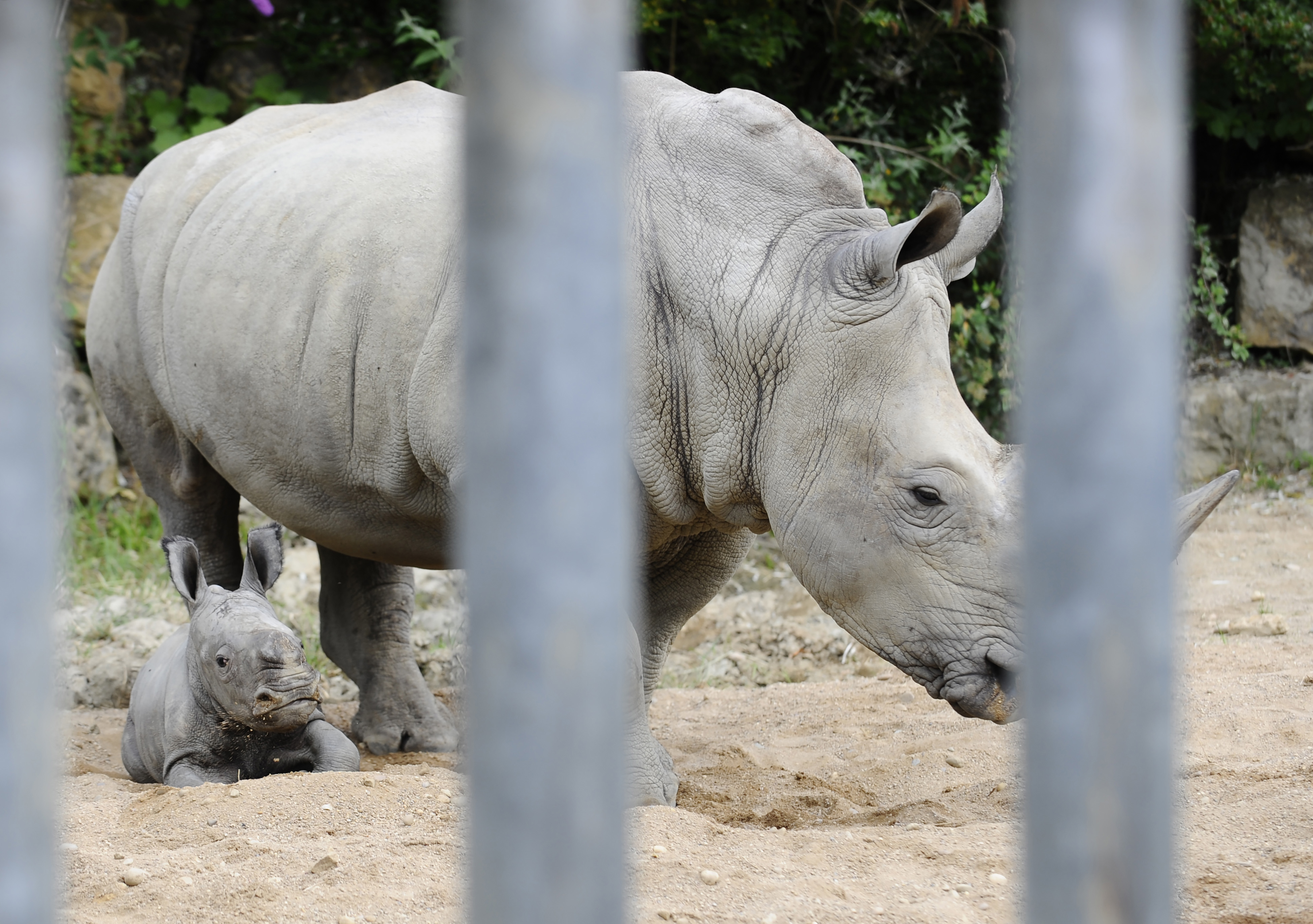 Afrique du Sud: un Chinois arrêté avec dix cornes de rhinocéros