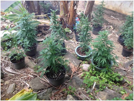 Près de 100 plants de cannabis découverts à Huahine