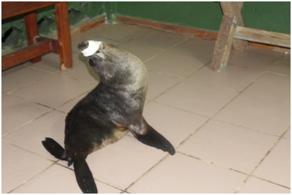 Sauvetage peu ordinaire aux Australes