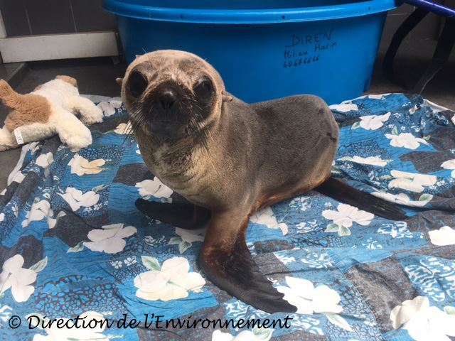 Un appel aux pêcheurs pour l'otarie