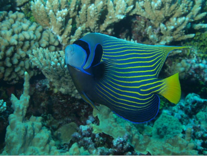 Majestueux dans les entrelacs de corail, le poisson empereur est une oeuvre d’art à lui seul.