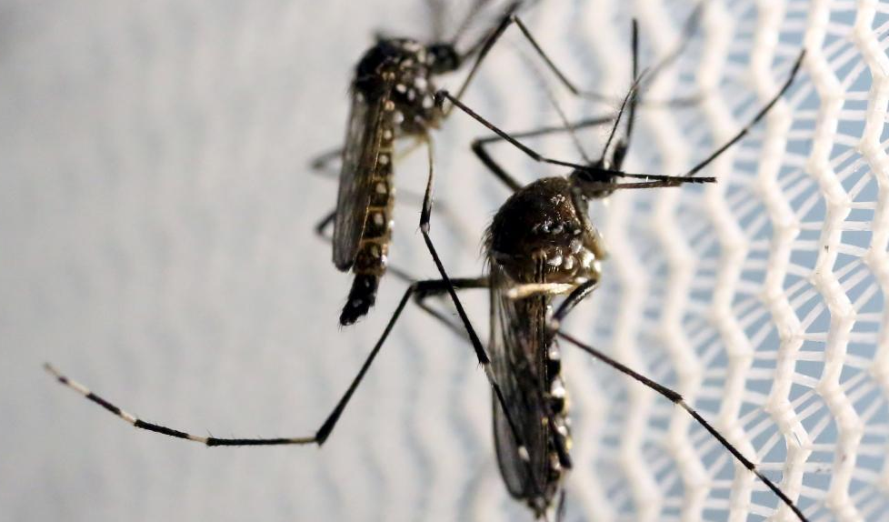 Une quarantaine de cas de transmission locale du virus Zika à Singapour (gouvernement)