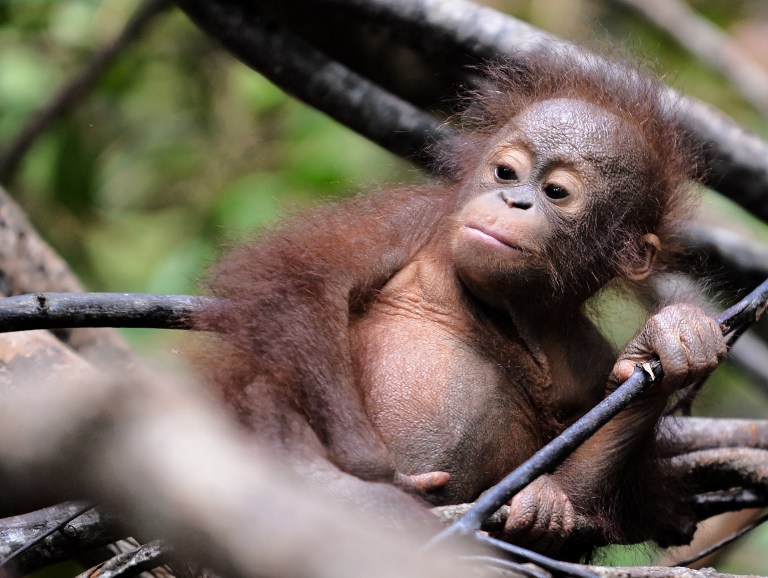 A l'école pour orangs-outans dans la jungle de Bornéo