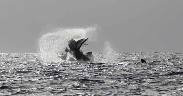 Crédit : Mata Tohora.