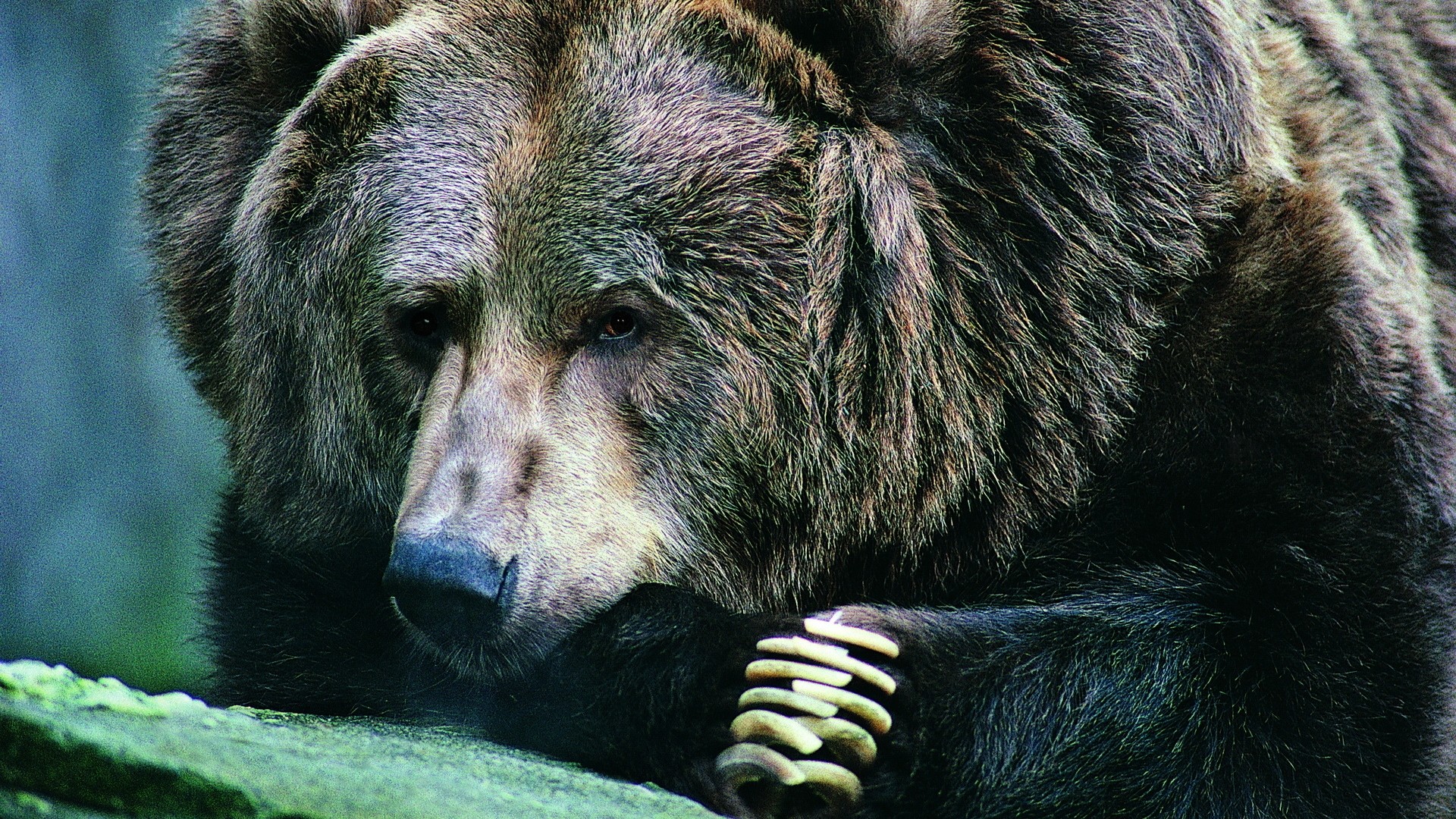 Le karaté sauve un Japonais des griffes d'un ours