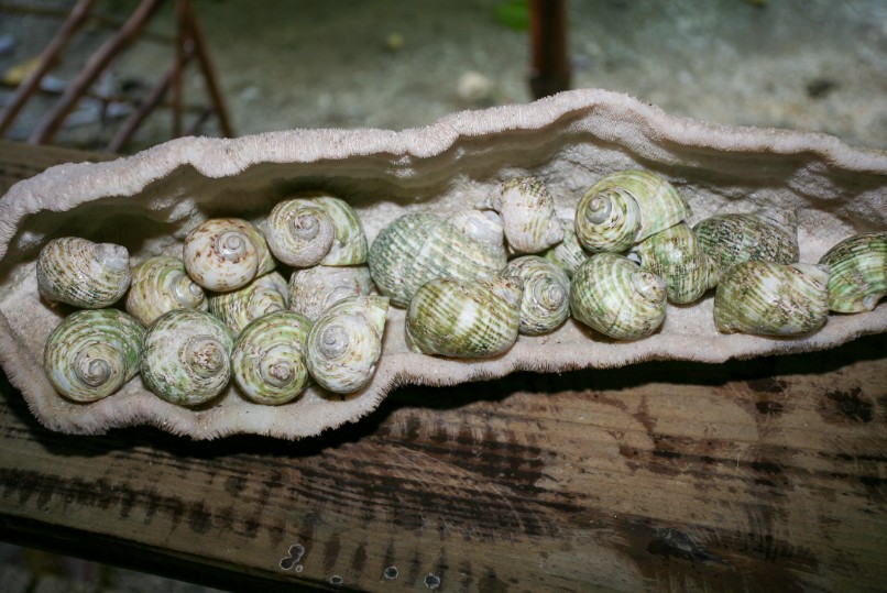 Quelques éléments participant à la décoration du salon et de la salle à manger. Tout est ici local et rappelle le lagon tout proche.