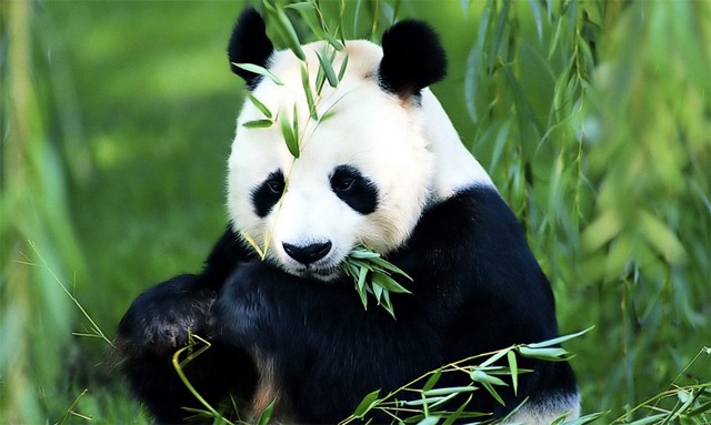 Le panda géant n'est plus "en danger" mais reste menacé