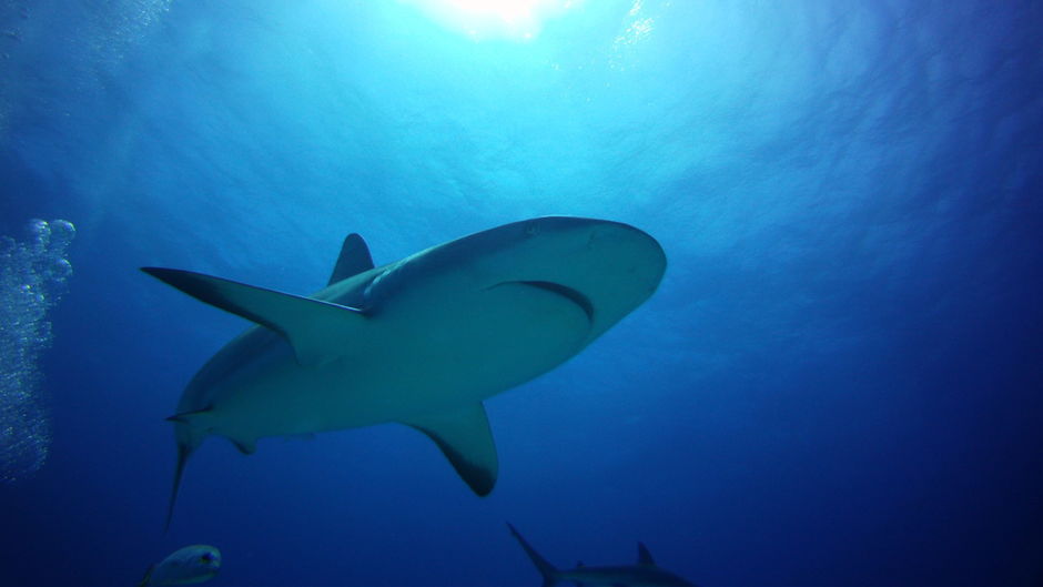 Entre requins et méduses, deux plongeurs ont dérivé 48 heures dans le Pacifique