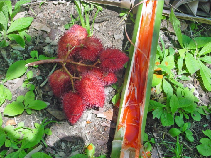 Teinture rouge avec des graines de rocouyer, le rouge à lèvres tahitien.