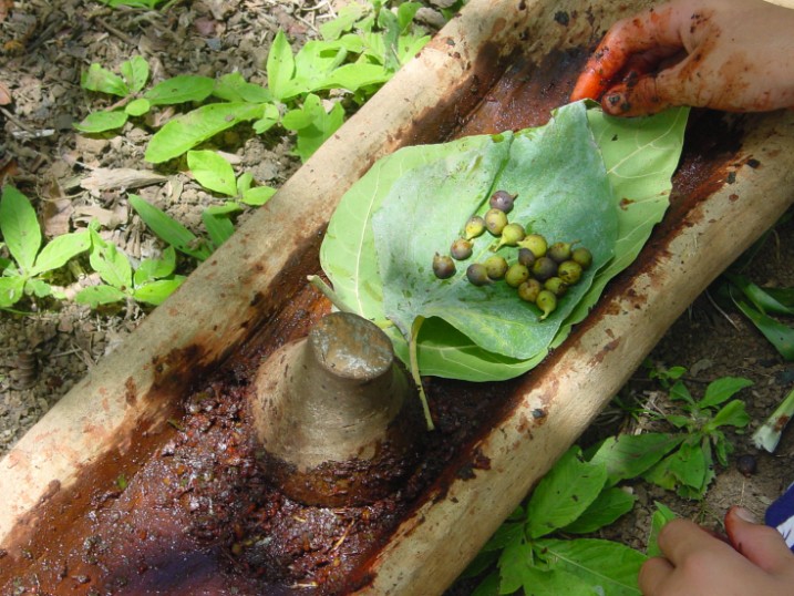 Feuilles de Tou et figues de ati pour teinture brune