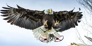 Aigles contre drones : les nouvelles recrues de la police néerlandaise