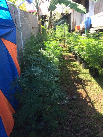 La drogue a été saisie et détruite par incinération.