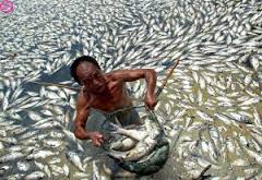 Le Vietnam de nouveau confronté à la mort de milliers de poissons